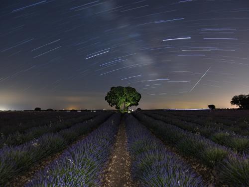 Campo de lavanda en Guadalajara